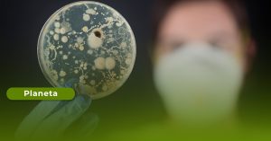 Read more about the article Bactérias geneticamente modificadas podem reciclar minerais críticos de bateri ...